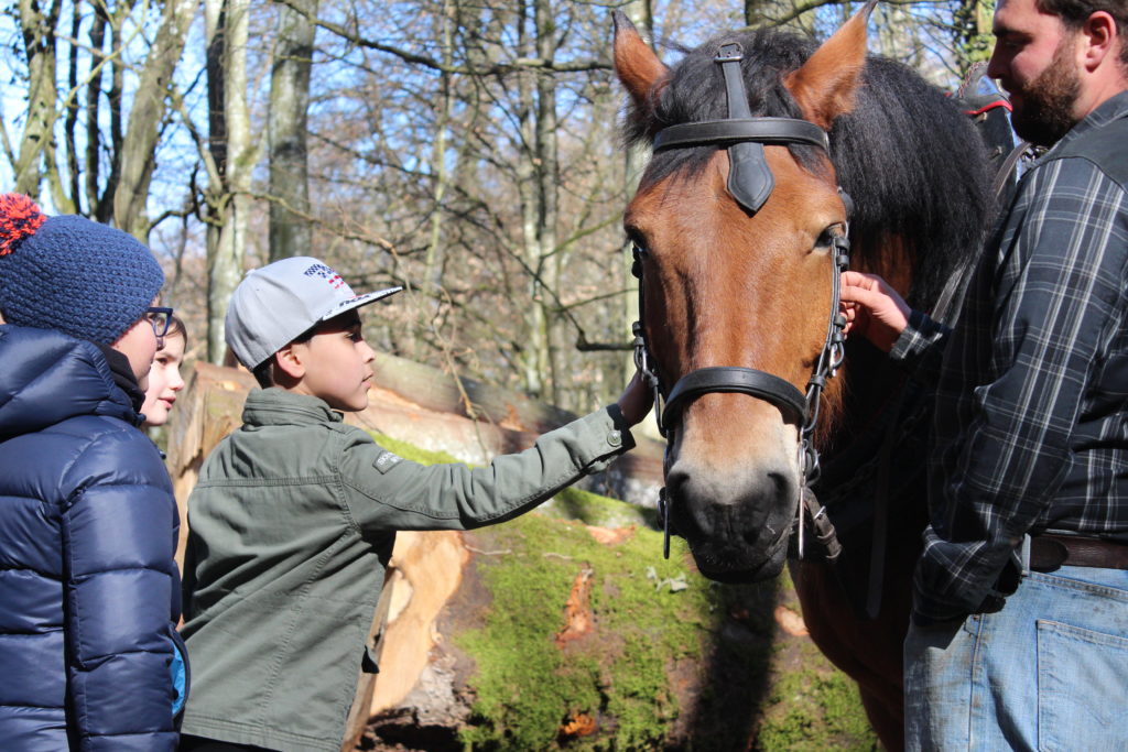 Débardage de bois à l’aide du cheval