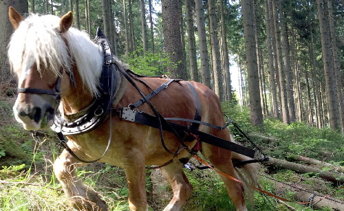 Avis aux citoyens: débardage à l’aide du cheval