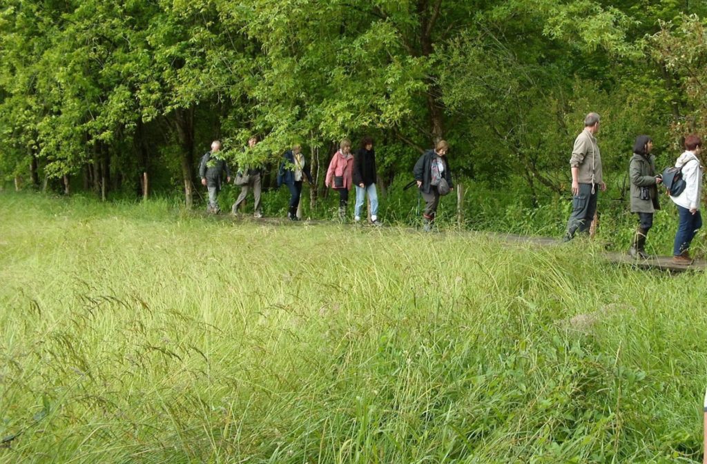 Wanderung durch den Wald