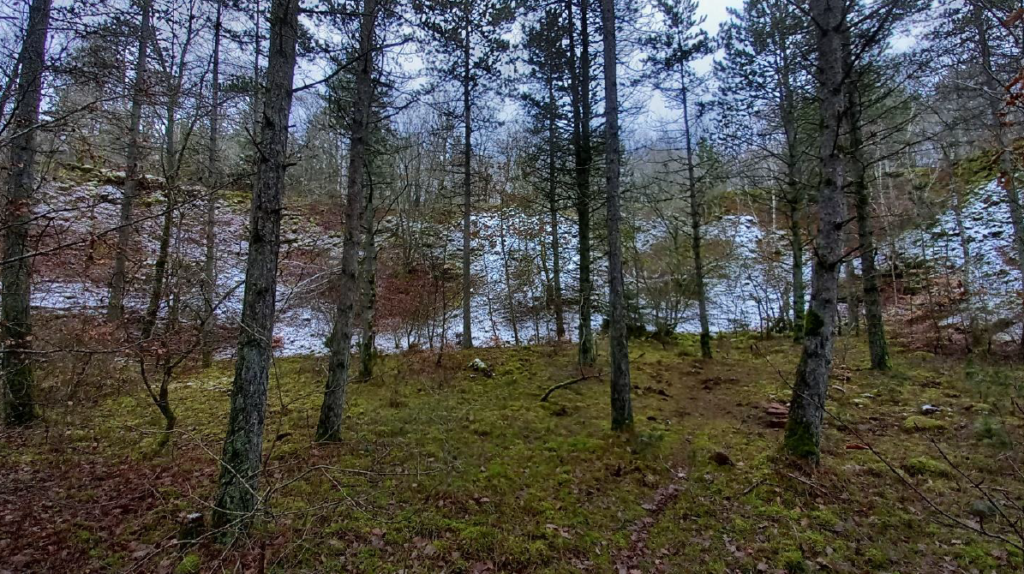 Coupe d’arbres