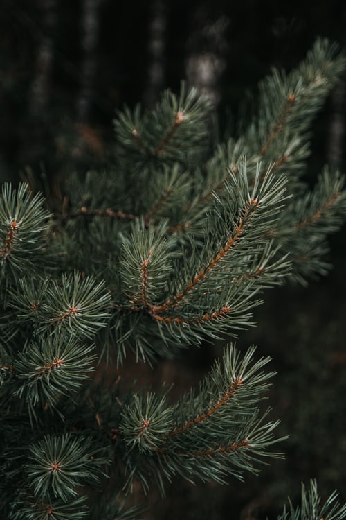 Kollekte vun ale Chrëschtbeemercher -Collecte des sapins de Noël